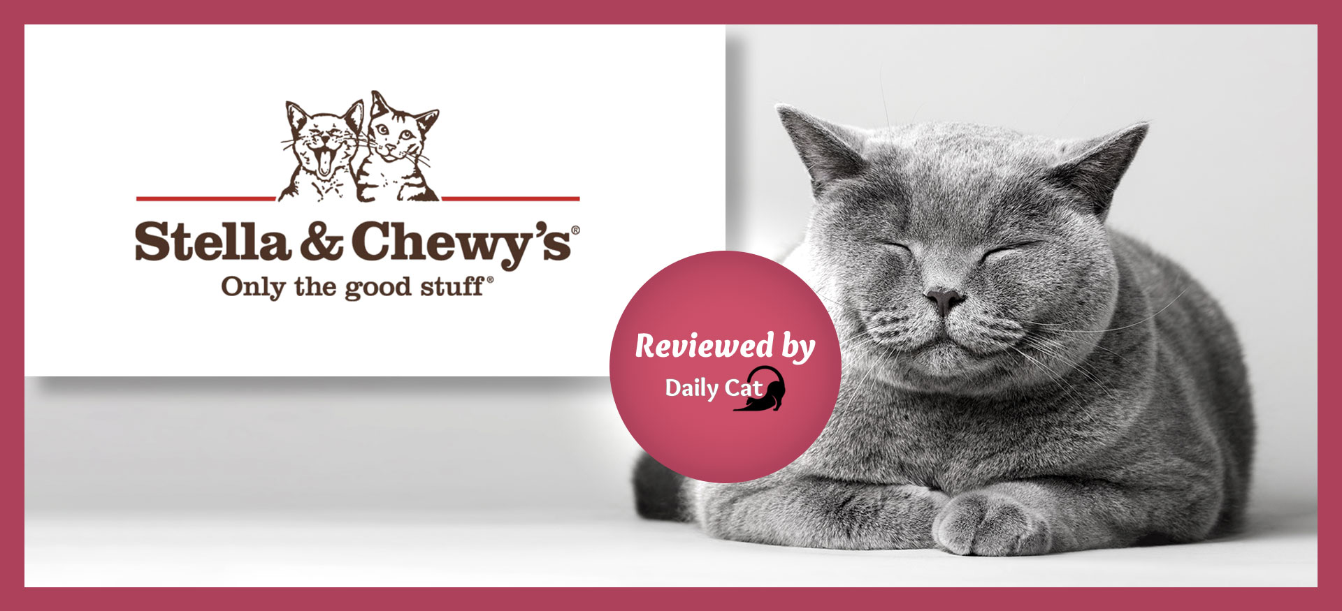 The Daily Cat review stella and chewy's