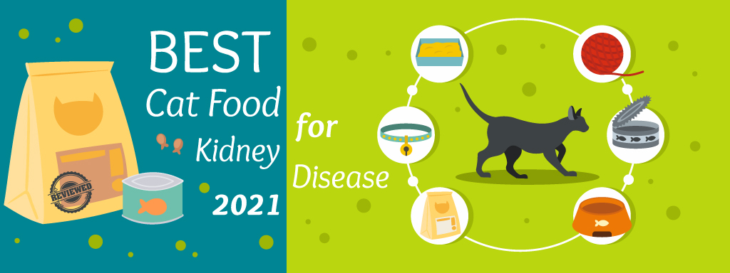 The Daily Cat - Best Cat Food for Kidney Disease Graphic