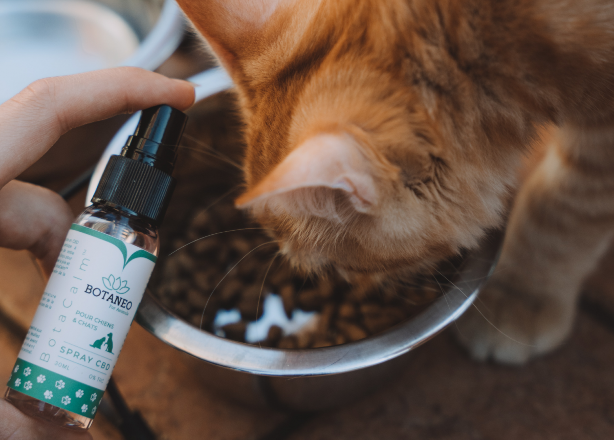 CBD for Pets What’s the Deal?