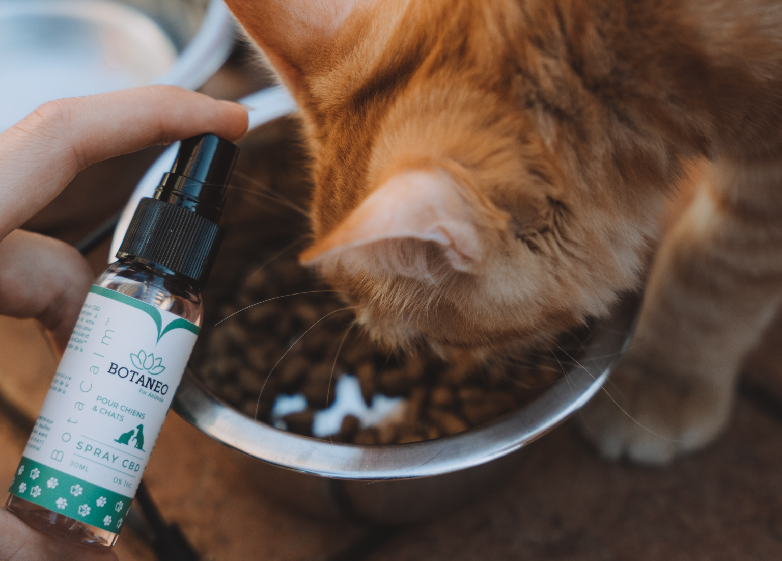 Pet owner adds CBD oil to their cat's dinner